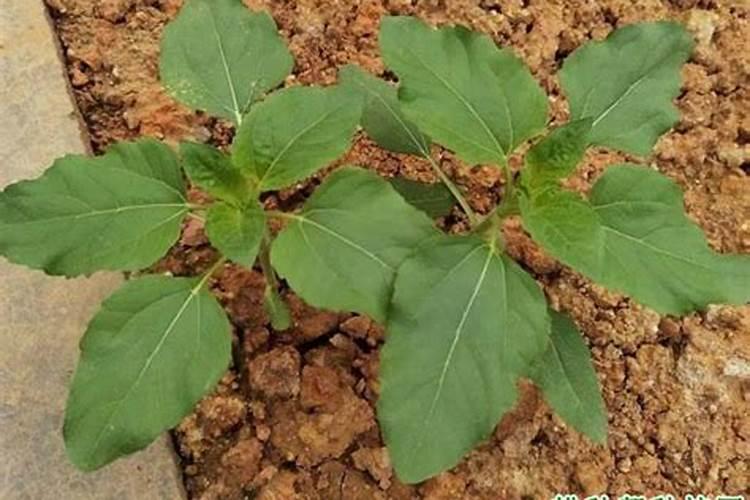 富贵竹怎么水养才能更旺盛