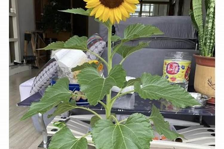 向日葵什么时候种最好(向日葵种植方法和注意事项)