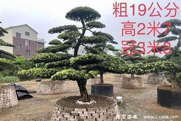 大货车为什么非得加尿素呀