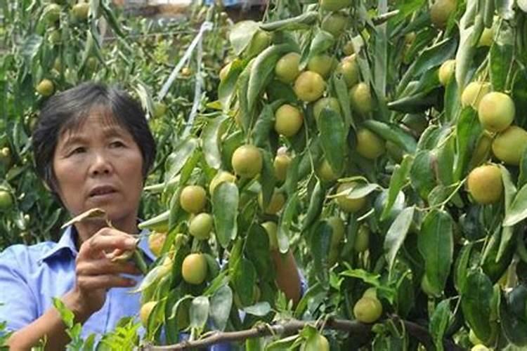 软枣子树追肥用氯化钾好还是硝酸钾好？