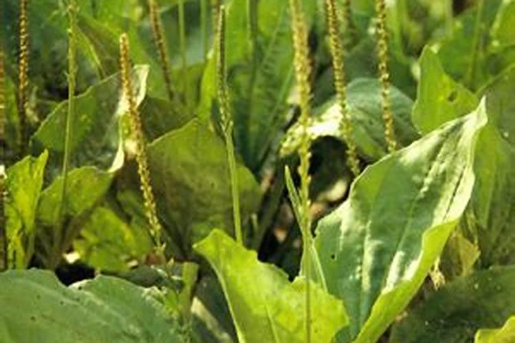 白蒿的药用价值？