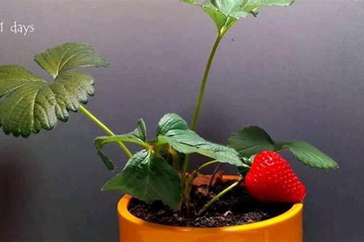 槟榔树能使用叶面肥吗？