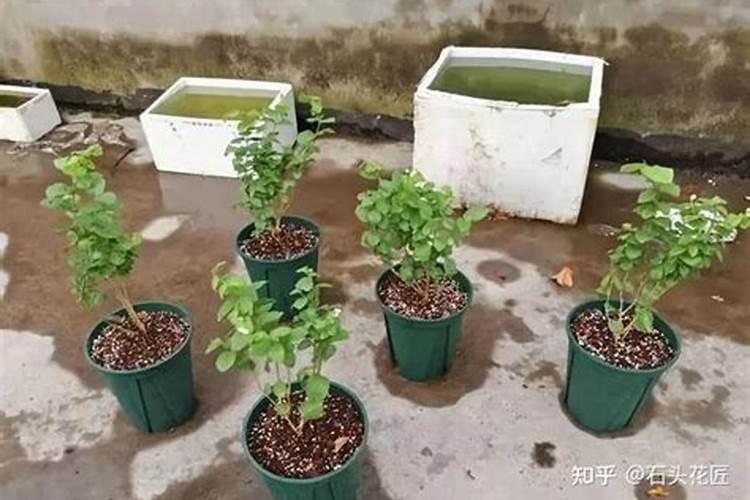 氮磷钾复合肥使用方法