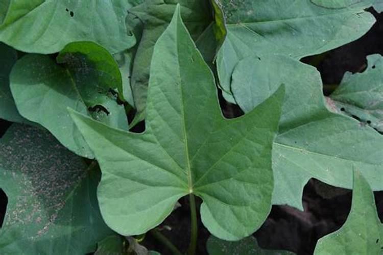 红薯只长秧不结地瓜的原因？怎么防治效果好？