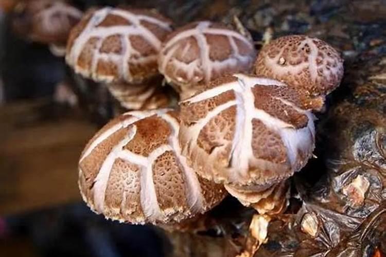 柑橘挂果时该打什么药？