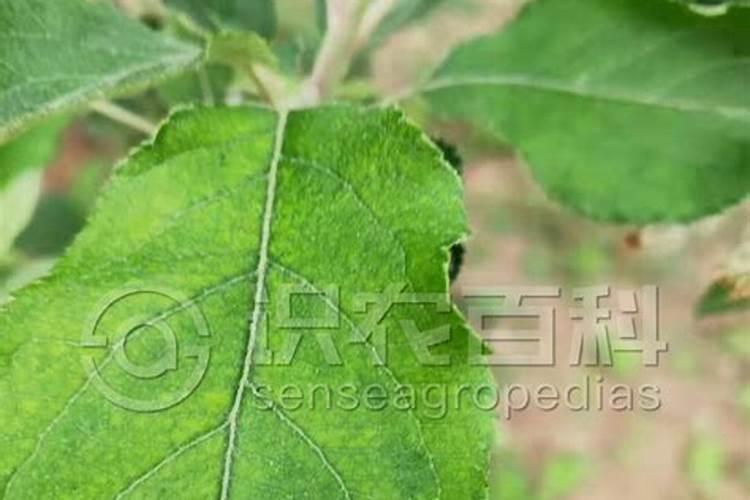 苹果树盆栽叶子干焦怎么办 是什么原因造成的