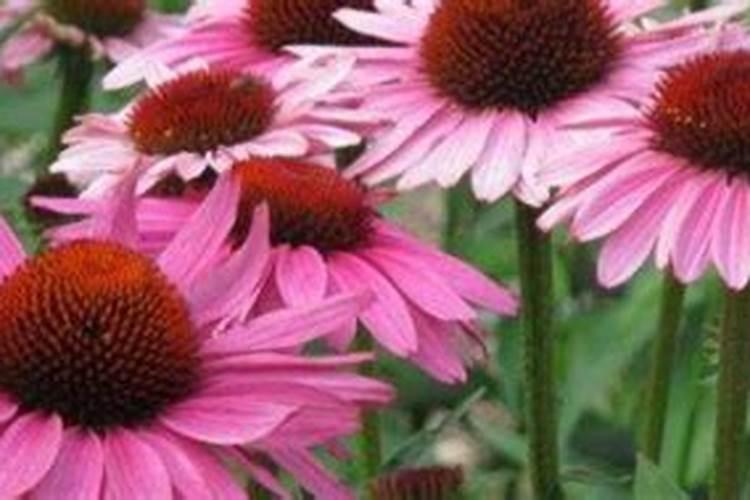 一盆花放几粒复合肥