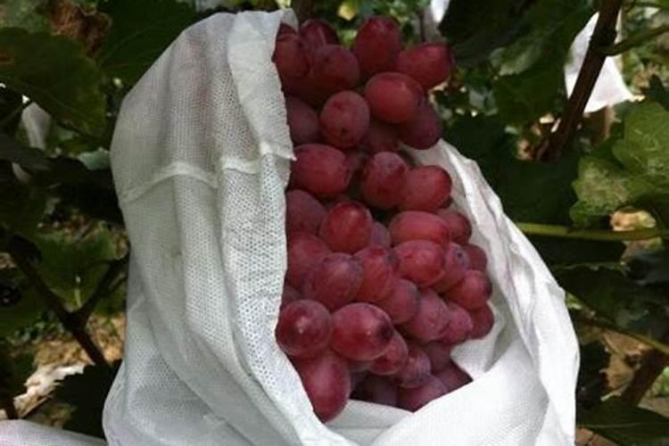 灞桥区那有买敌敌畏