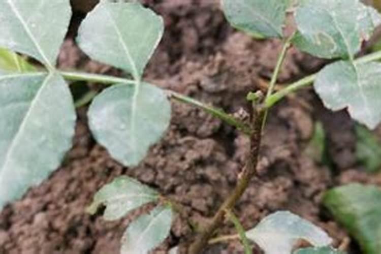 花椒树在什么时候打什么药？,花椒树用药全年用药