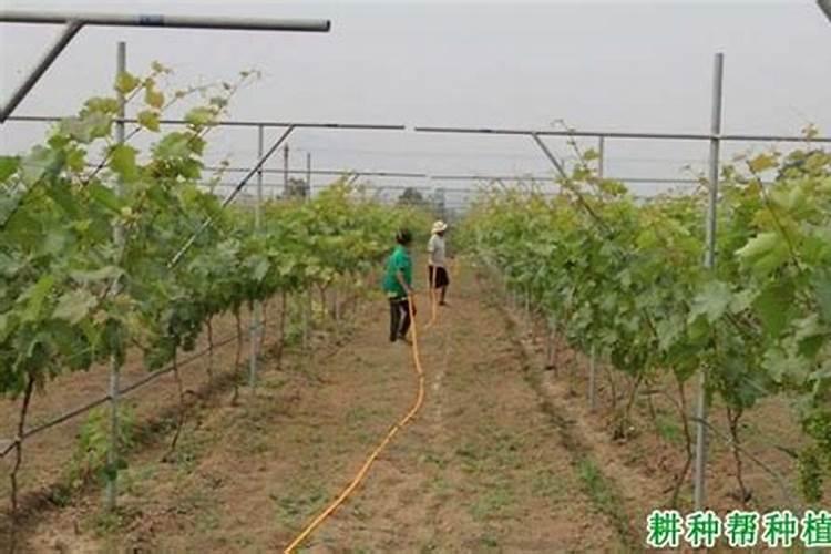 尿素可以用来给栀子花施肥吗