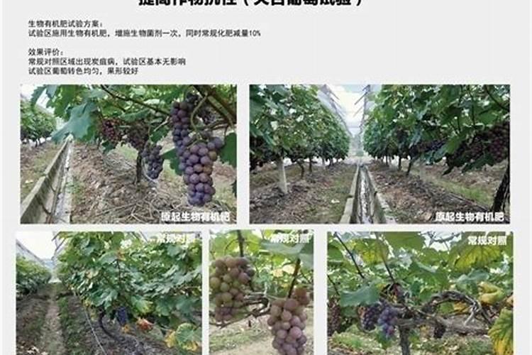 氯化钾肥能施葡萄吗