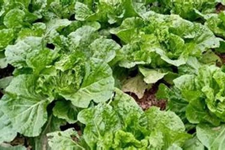 硫酸钾肥料的作用及用途 适合什么花