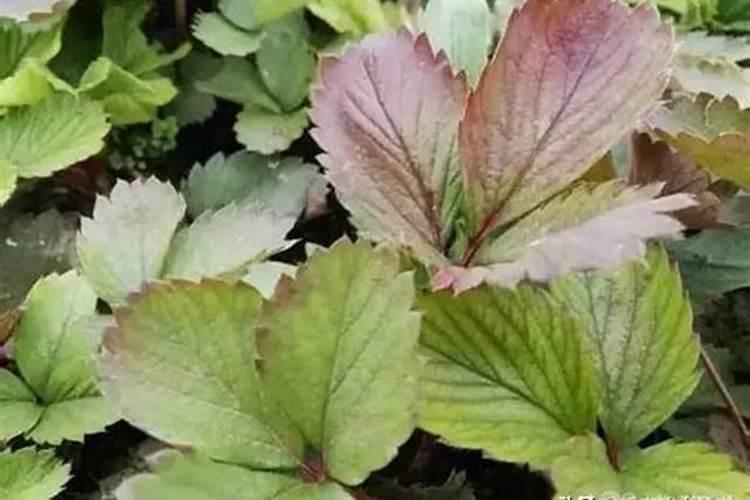 水稻的主要种植区在哪？为什么？