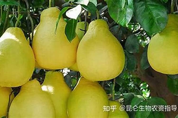 白莲种植需要怎么样施肥