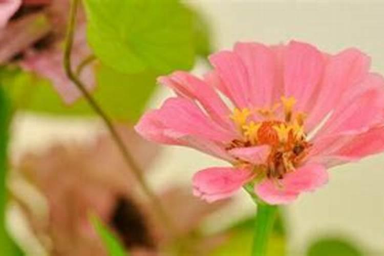 花的休眠期能上花肥吗