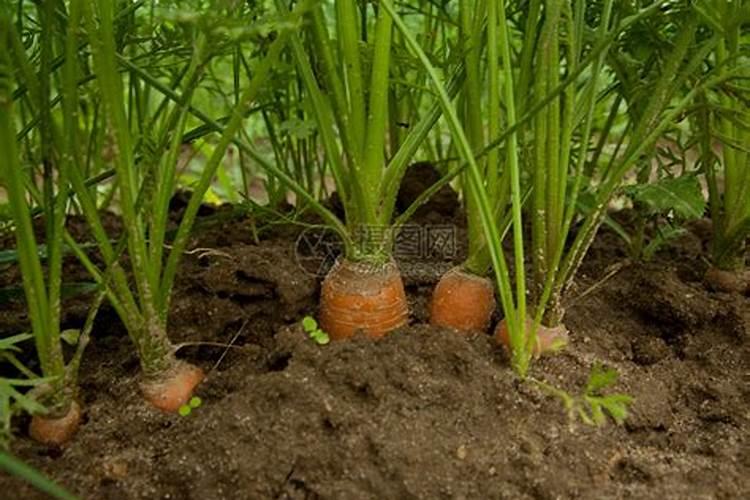 萝卜最不喜欢的肥料 施肥注意事项