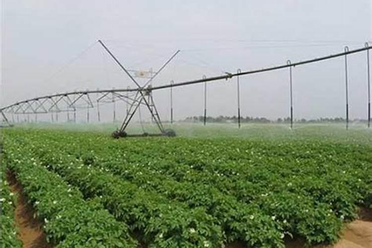 种土豆用什么肥好