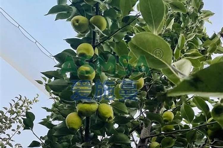 红香酥梨树8月份怎样管理,快卖了。