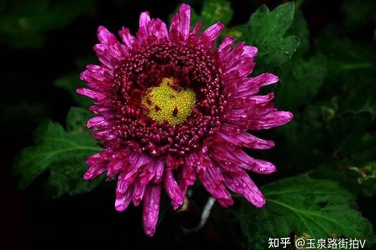 葡萄有哪些施肥误区,用啥肥比较好