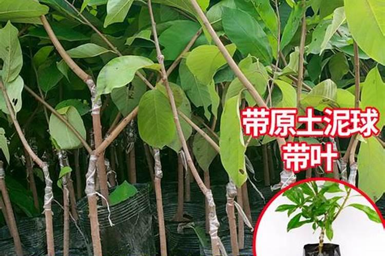 广西释迦果树种植方法