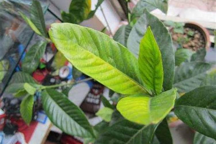 大量元素水溶肥的正确使用方法