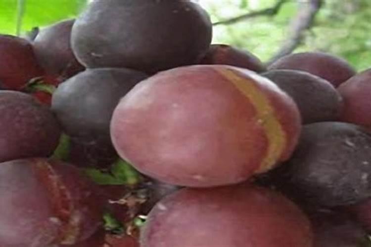 蟠桃裂果怎么办