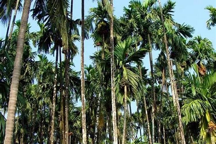 槟榔树最怕三个肥料