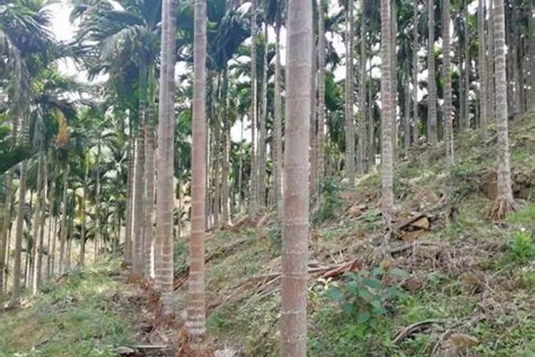 槟榔芋头在湖北可以种植吗