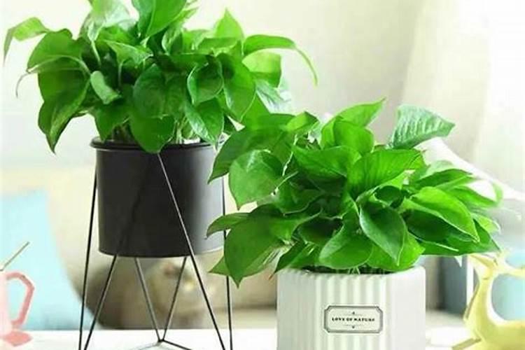 绣球花瓣上为何会出现锈斑？