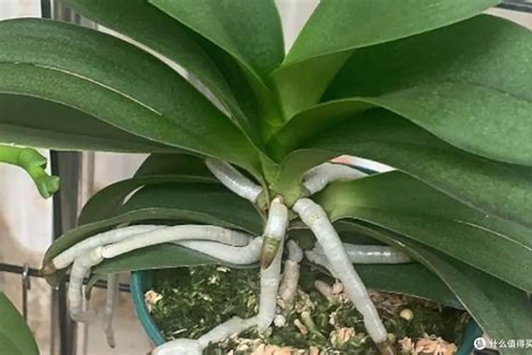 蝴蝶兰进行肥水管理有什么好处？