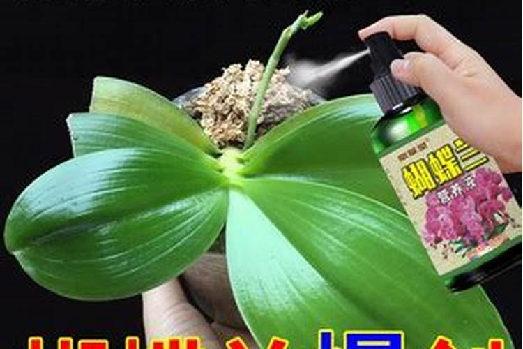 蝴蝶兰没根了如何生根