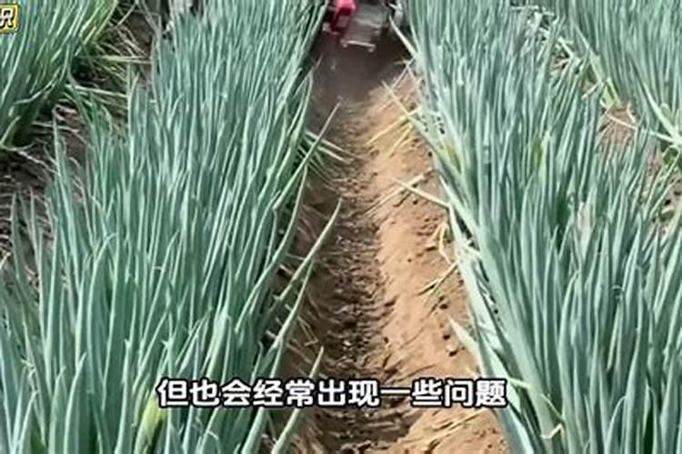 韭菜黄叶病如何治理