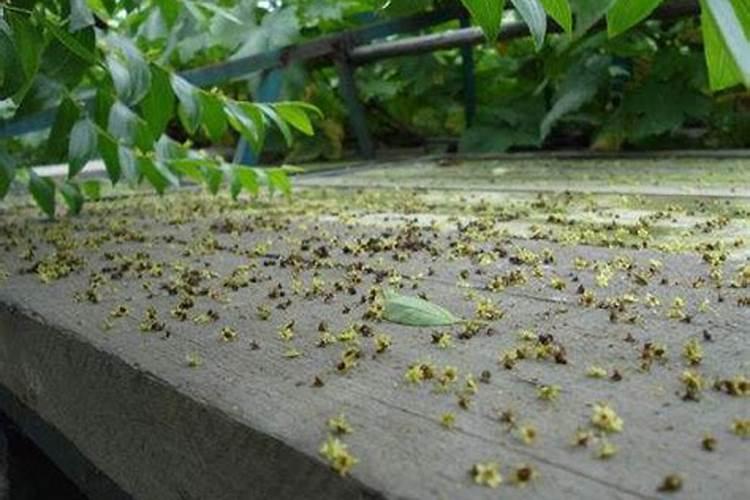 枣树开花坐果期喷啥水溶肥好？