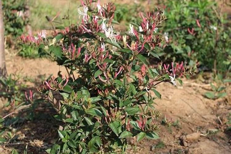 盆栽金银花的养殖方法和注意事项,阴凉环境剪弱根