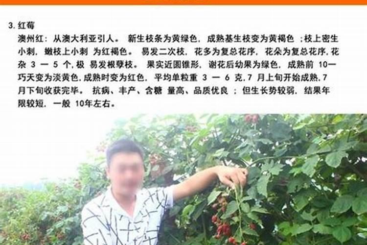 树莓适合在北方种植吗