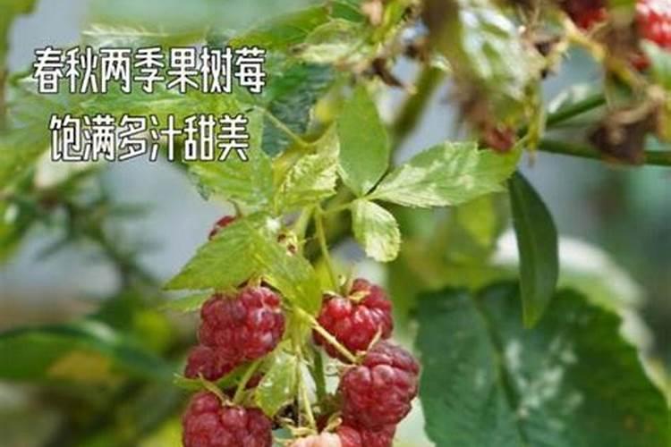 种树莓施什么肥