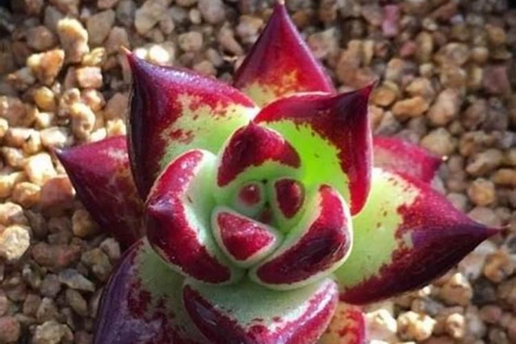 氢氧化钾两种生产工艺介绍