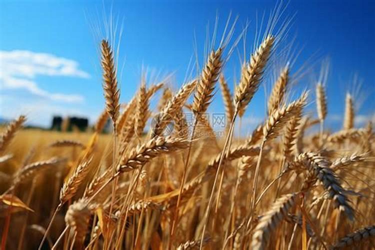 种麦子用什么肥料好？