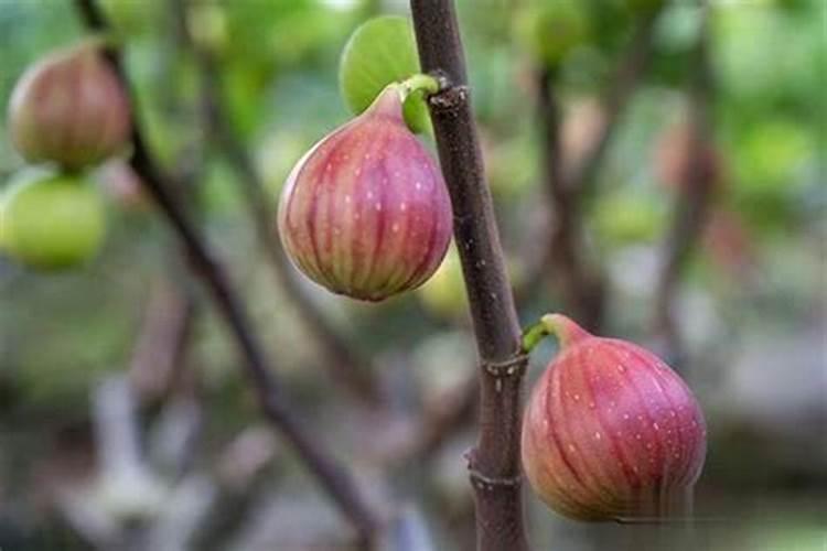 无花果追肥用什么肥料好