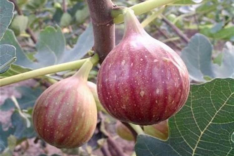 无花果追肥用什么肥料好？