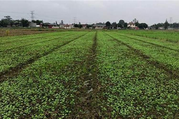 油菜苗可以喷叶面肥吗