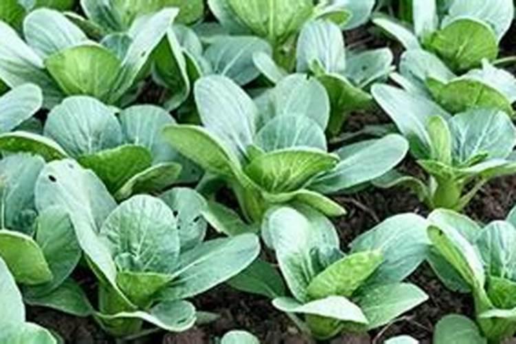 油菜叶面肥什么时间施最好花卉百科