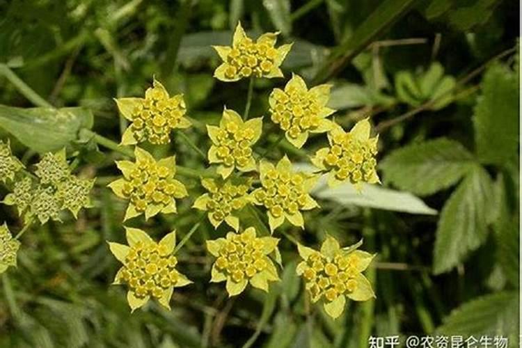 柴胡苗后打什么除草剂不伤苗