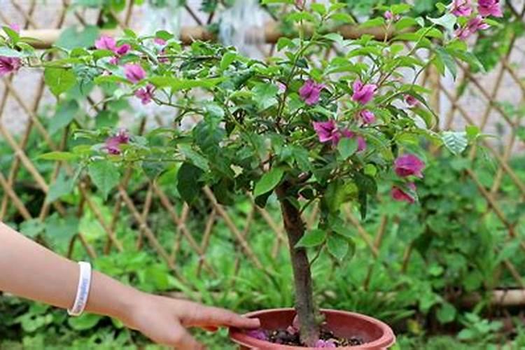 三角梅花谢后如何养护利于它冒出的新芽