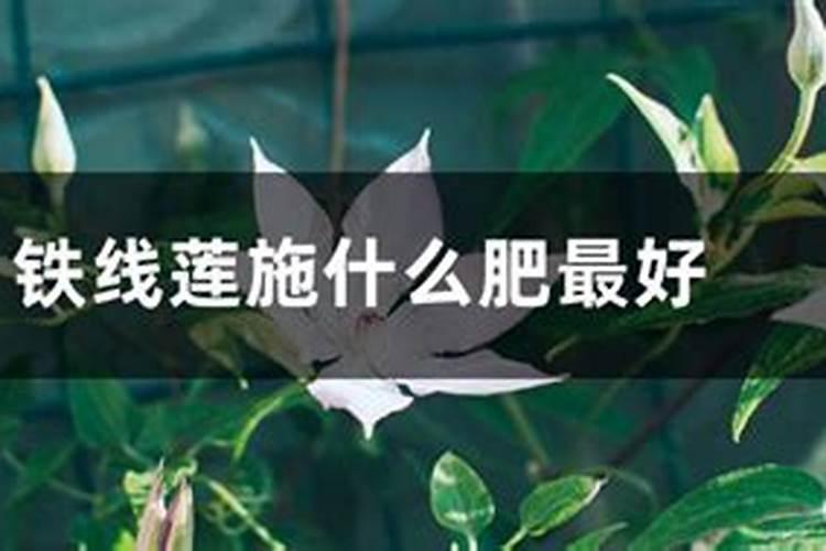 水溶肥能不能叶面喷施