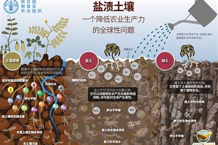 什么肥料可以治盐碱地