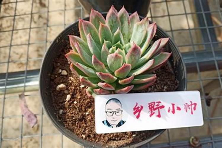 如何改善土壤土质