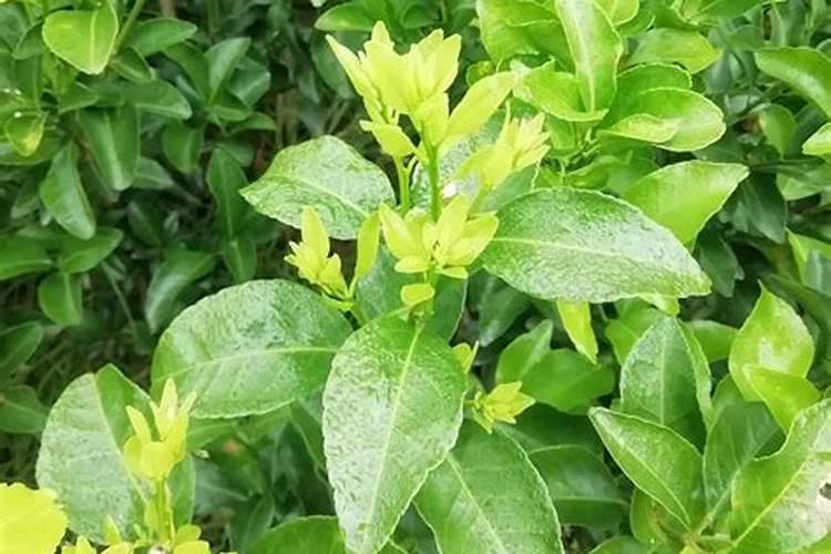 白菜出太阳就打蔫可以用生石灰冲水浇灌吗？