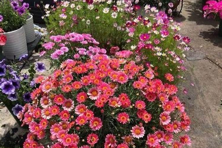 玛格丽特不开花,施加磷钾肥并去除顶芽