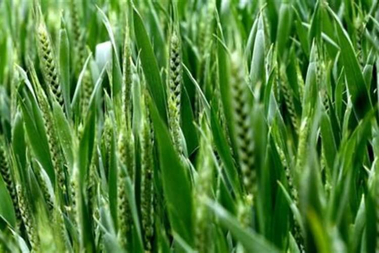 小麦喜欢什么肥料 附用量和用法